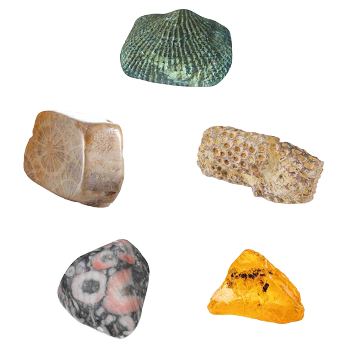 I Dig It! Fossils - Real Fossils Excavation Kit